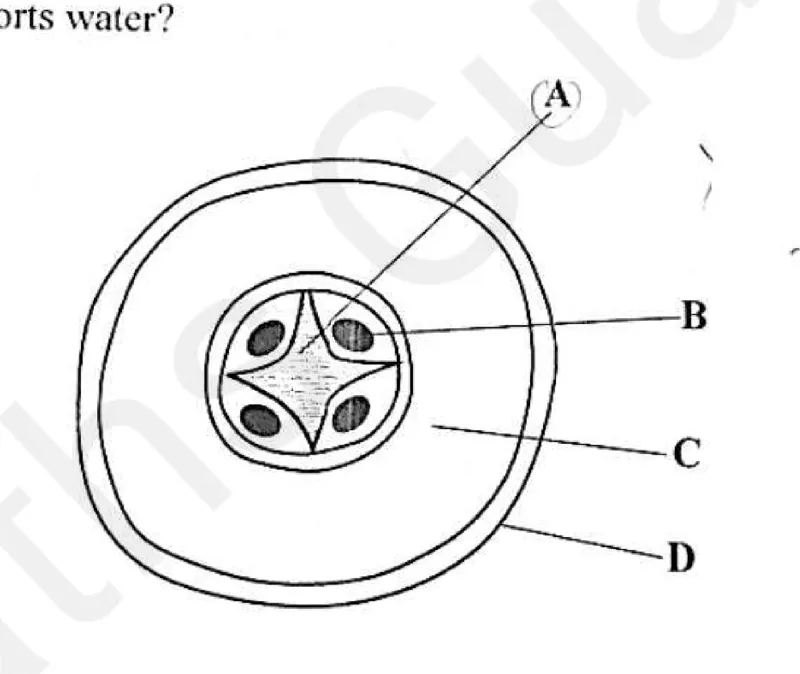 Diagram for Combined Science Paper 1 June 2025 Question 6