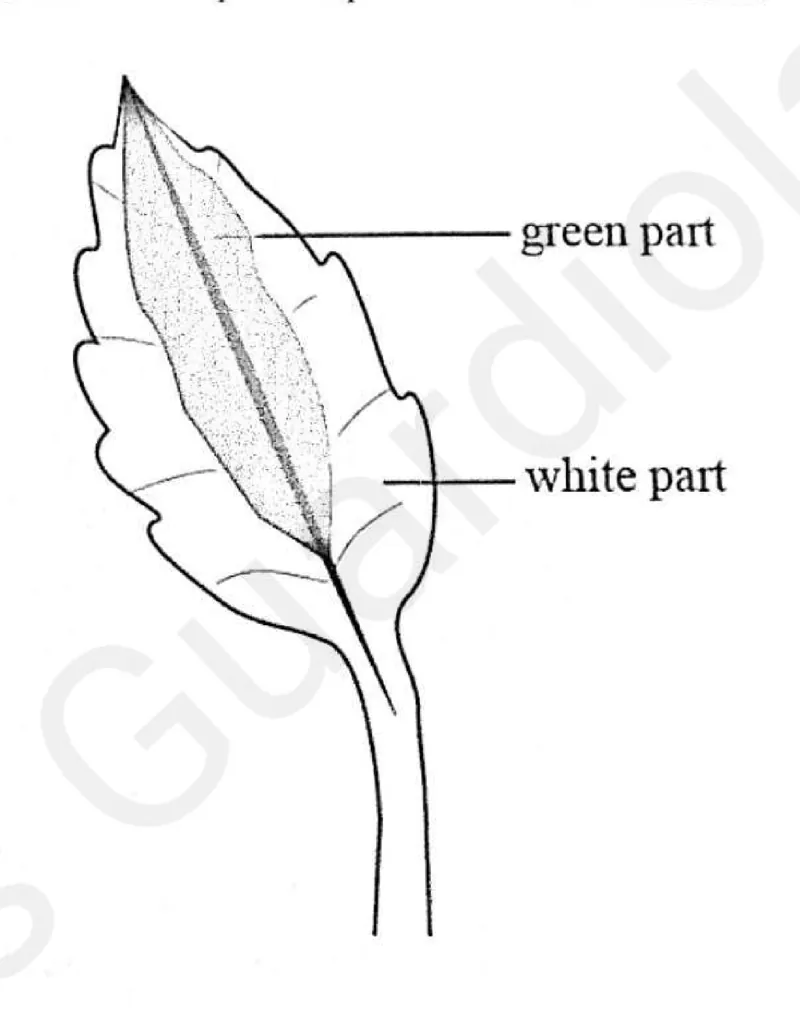 Diagram for Combined Science Paper 1 June 2025 Question 8