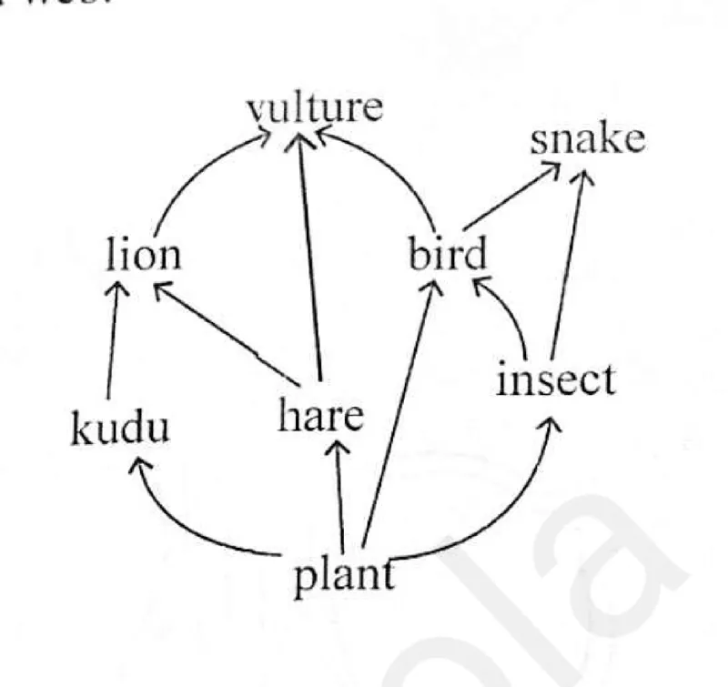 Diagram for Combined Science Paper 1 June 2025 Question 9