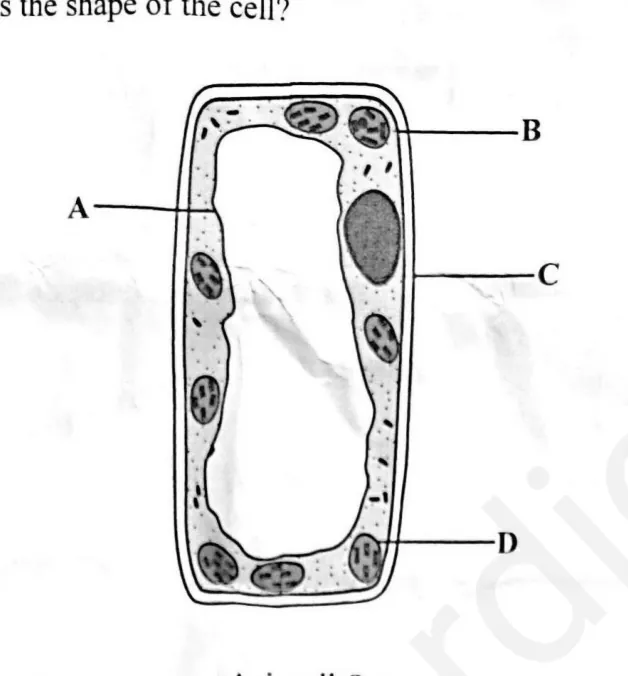 Biology - ZIMSEC Combined Science past paper diagram
