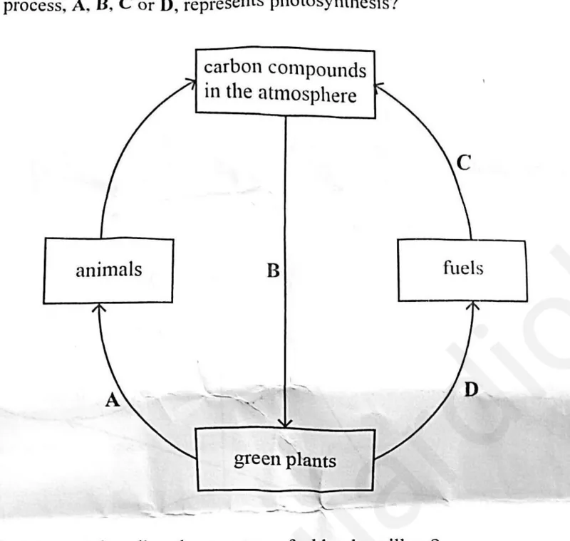 Diagram for Combined Science Paper 1 November 2025 Question 4