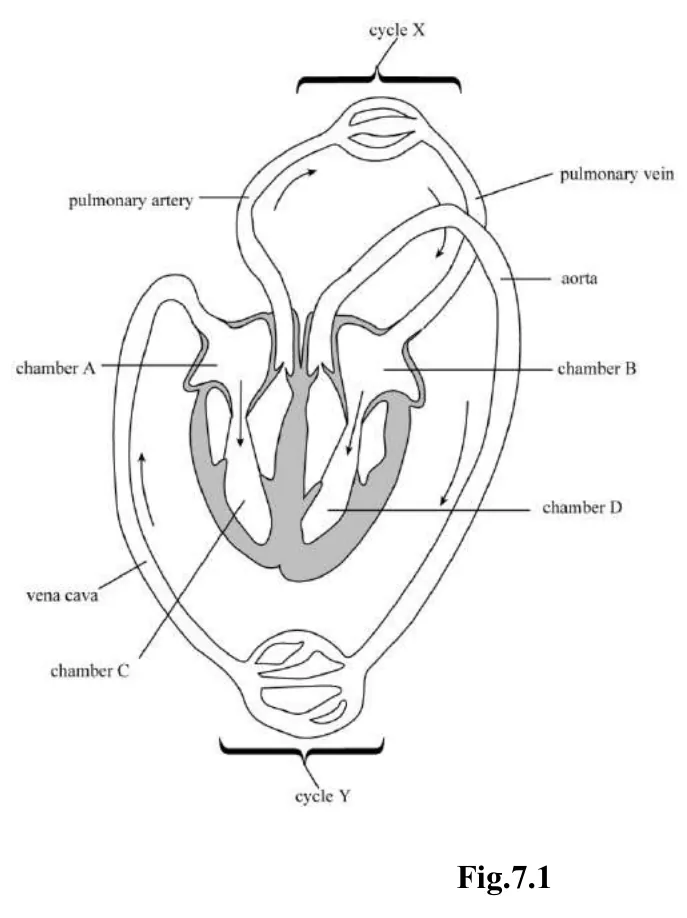 Diagram for Combined Science Paper 2 Specimen 2020 Section B, Question 7