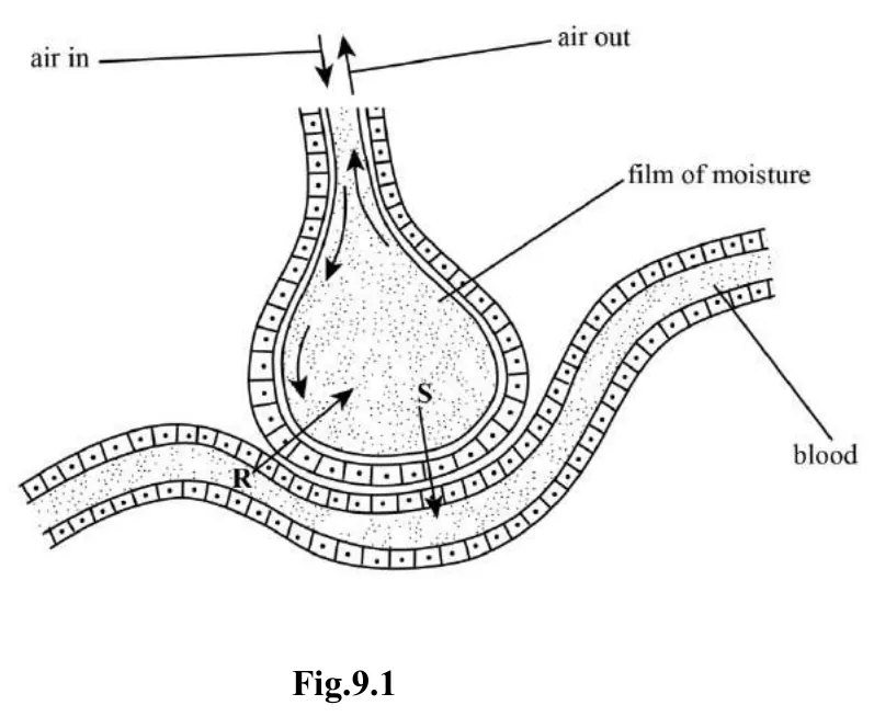 Diagram for Combined Science Paper 2 Specimen 2020 Section B, Question 9