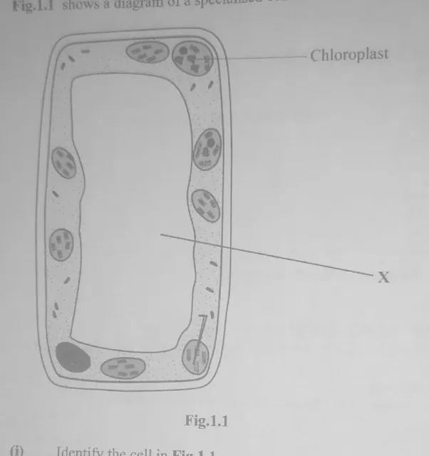 Biology - ZIMSEC Combined Science past paper diagram