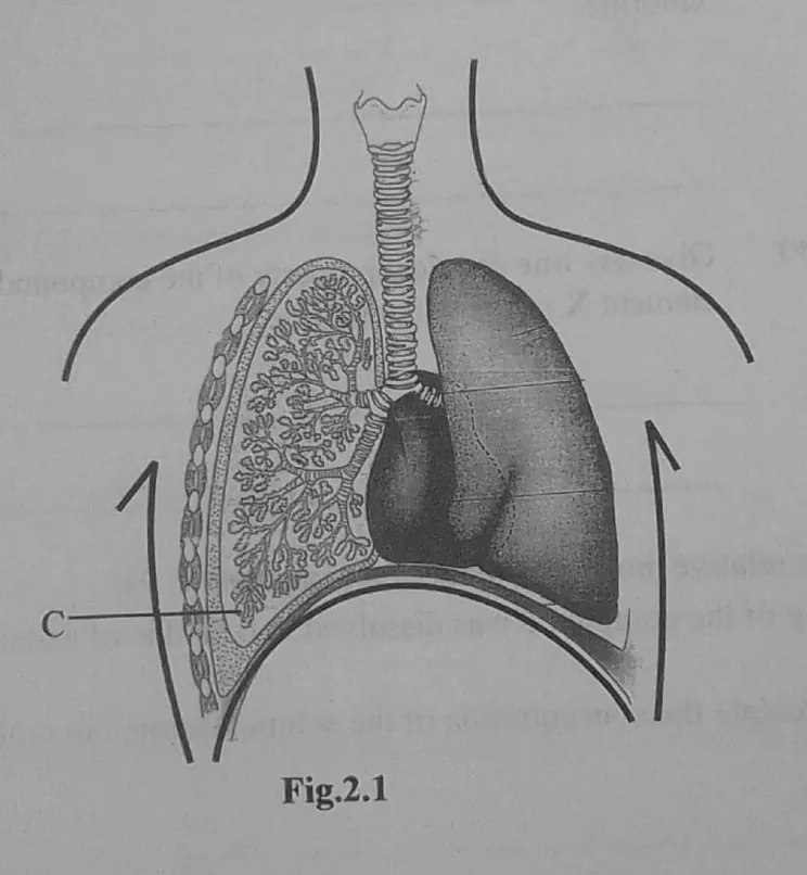 Diagram for Combined Science Paper 2 June 2023 Section A, Question 2