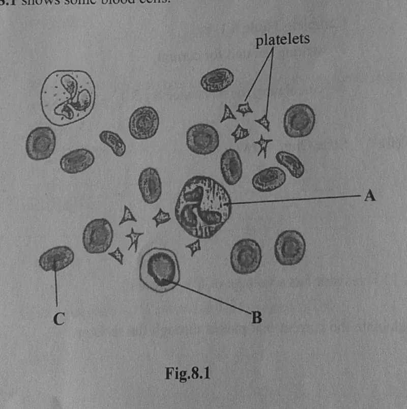 Diagram for Combined Science Paper 2 November 2024 Section B, Question 8