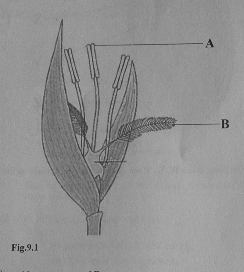 Diagram for Combined Science Paper 2 November 2024 Section B, Question 9