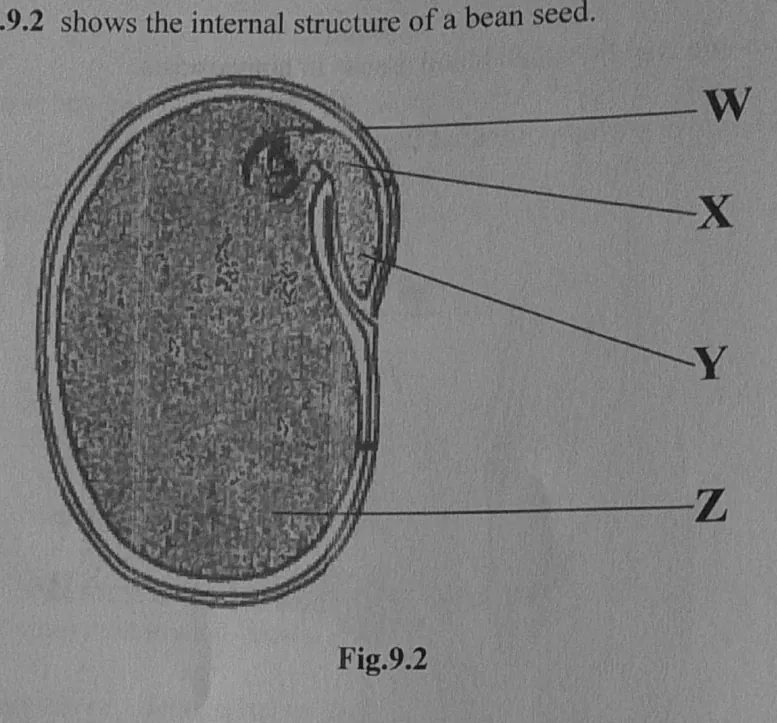 Diagram for Combined Science Paper 2 November 2024 Section B, Question 9