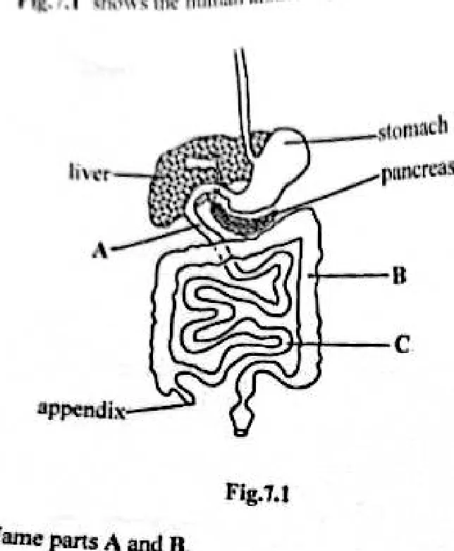 Diagram for Combined Science Paper 2 November 2025 Section B, Question 7