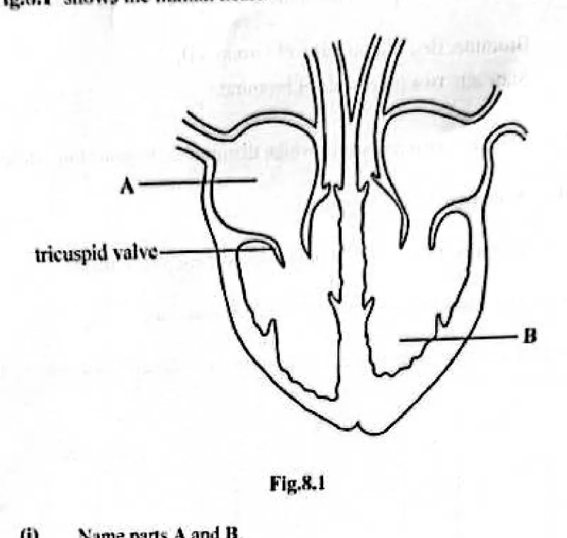 Diagram for Combined Science Paper 2 November 2025 Section B, Question 8