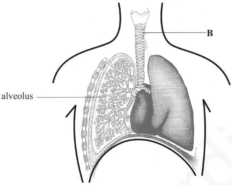 Diagram for Combined Science Paper 2 Specimen 2026 Section A, Question 1