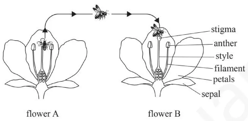 Diagram for Combined Science Paper 2 Specimen 2026 Section A, Question 2