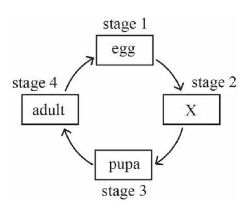 Diagram for Combined Science Paper 2 Specimen 2026 Section B, Question 9