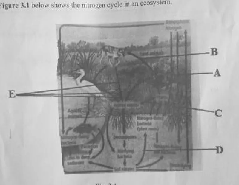 Diagram for Geography Paper 2 June 2024 Question 304
